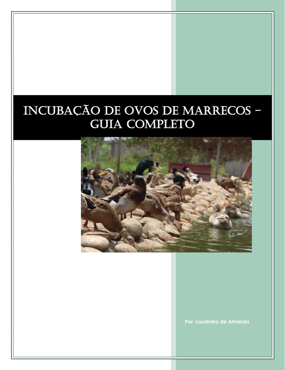 incubacao_de_ovos_de_marrecos__guia_completo_8202
